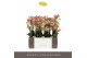 Phalaenopsis multiflora geel 4 tak exclusivo pikachu 