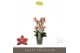Phalaenopsis multiflora geel 4 tak exclusivo pikachu 