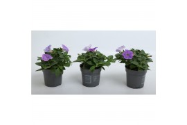 Petunia famous light blue