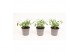 Euphorbia silverfog Euphorbia Chamaesyce Silverfog 