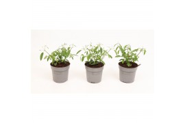 Euphorbia silverfog Euphorbia Chamaesyce Silverfog