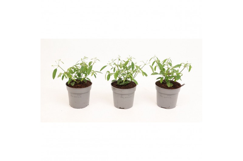 Euphorbia silverfog Euphorbia Chamaesyce Silverfog 