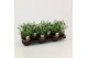 Euphorbia silverfog Euphorbia Chamaesyce Silverfog 