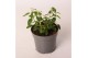 Euphorbia silverfog Euphorbia Chamaesyce Silverfog 