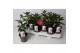 Mandevilla rio hot pink dipladenia roze 