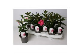 Mandevilla rio hot pink dipladenia roze