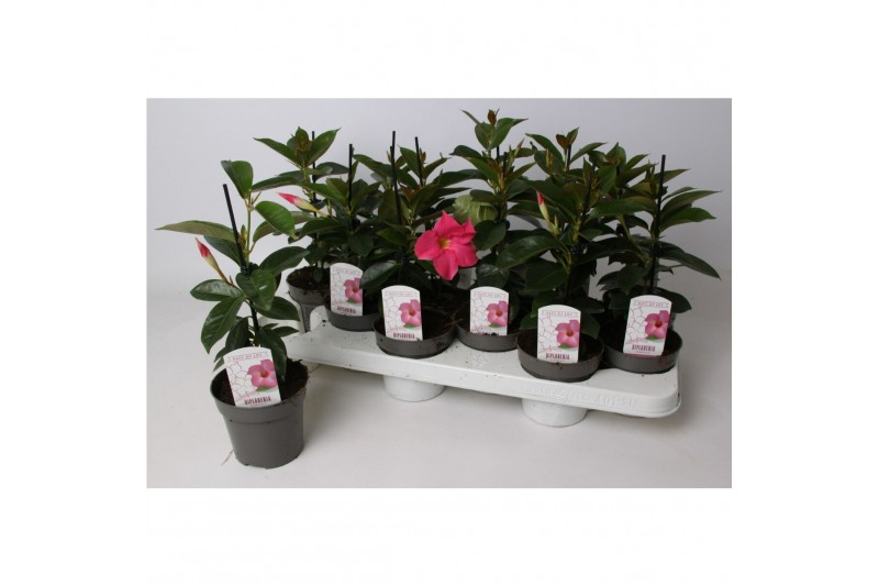 Mandevilla rio hot pink dipladenia roze 