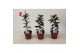 Mandevilla rio hot pink dipladenia roze 