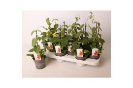 Thunbergia alata suzie yellow with eye geel