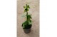 Thunbergia alata suzie yellow with eye geel 