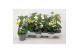 Thunbergia alata suzie yellow with eye geel 
