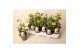 Thunbergia alata suzie yellow with eye geel 