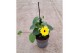 Thunbergia alata suzie yellow with eye geel 