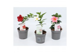 Mandevilla rio mix dipladenia mix