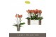 Phalaenopsis multiflora oranje Exclusivo - Eos - 3 tak 