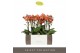 Phalaenopsis multiflora oranje Exclusivo - Eos - 3 tak 