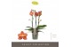 Phalaenopsis multiflora oranje Exclusivo - Eos - 3 tak 