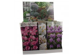 Rhododendron mix