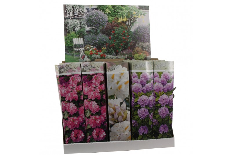 Rhododendron mix 
