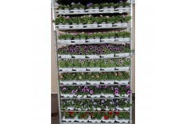 Petunia mixkar Petunia mixlaag