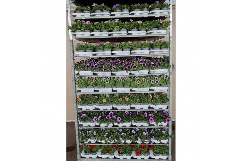 Petunia mixkar Petunia mixlaag 