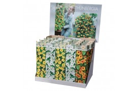 Thunbergia alata mix