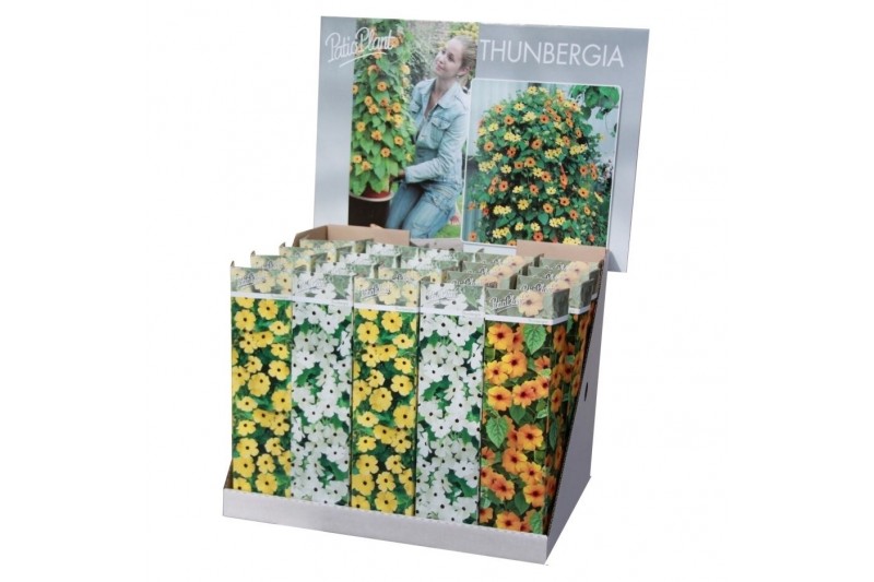 Thunbergia alata mix 