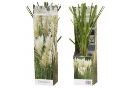 Cortaderia selloana pampas wit
