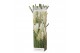 Cortaderia selloana pampas wit 