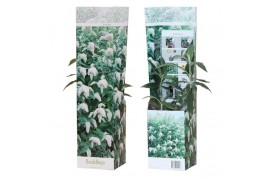Buddleja davidii white profusion wit