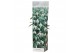 Buddleja davidii white profusion wit 