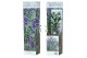 Buddleja davidii nanho blue blauw 
