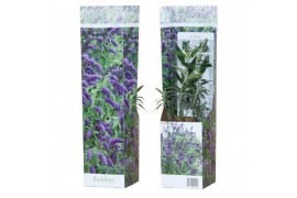 Buddleja davidii nanho blue blauw