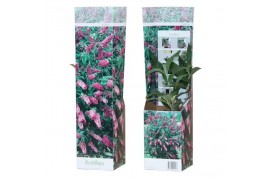 Buddleja davidii pink delight roze