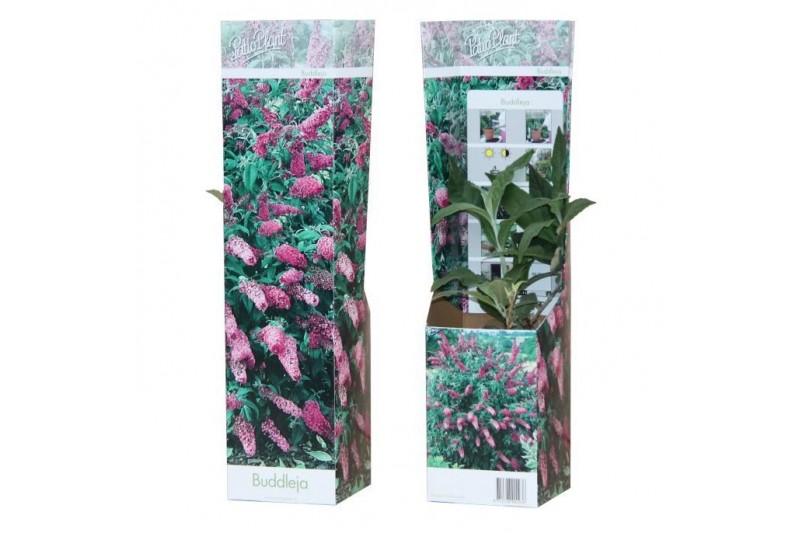 Buddleja davidii pink delight roze 