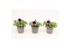 Petunia sweetunia fiona flash Petunia Go!Tunia Cosmic Pink 