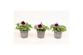 Petunia sweetunia fiona flash Petunia Go!Tunia Cosmic Pink