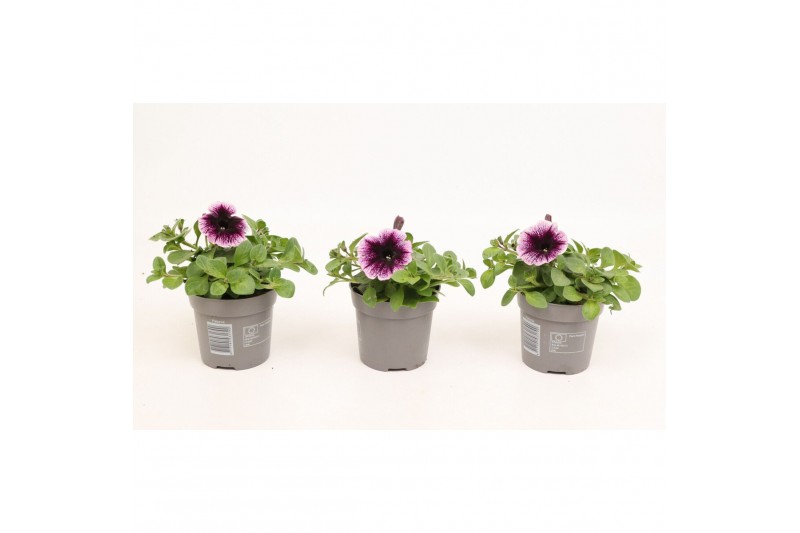 Petunia sweetunia fiona flash Petunia Go!Tunia Cosmic Pink 