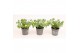 Calibrachoa compact minifamous lemon yellow Calibrachoa MiniFamous® Do 