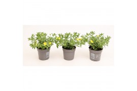 Calibrachoa compact minifamous lemon yellow Calibrachoa MiniFamous® Do