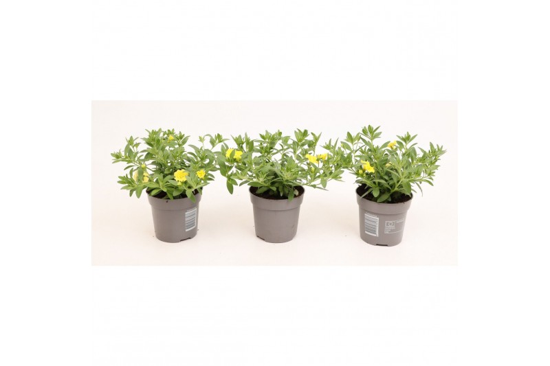 Calibrachoa compact minifamous lemon yellow Calibrachoa MiniFamous® Do 