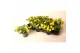 Calibrachoa compact minifamous lemon yellow Calibrachoa MiniFamous® Do 
