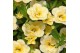 Calibrachoa compact minifamous lemon yellow Calibrachoa MiniFamous® Do 