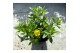 Calibrachoa compact minifamous lemon yellow Calibrachoa MiniFamous® Do 