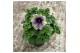 Petunia sweetunia miss marvelous Petunia Miss Marvelous 