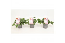 Pelargonium graveolens pink capitatum Anti-Mosquito