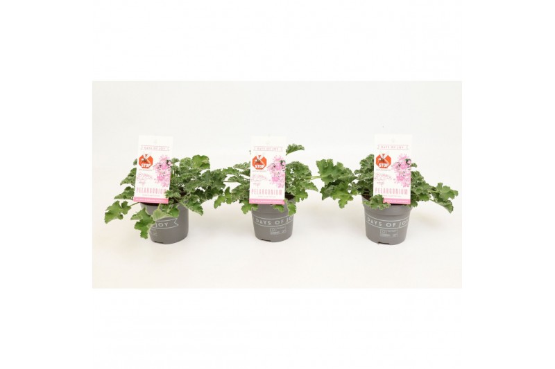 Pelargonium graveolens pink capitatum Anti-Mosquito 