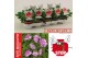 Pelargonium graveolens pink capitatum Anti-Mosquito 