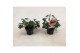 Pelargonium graveolens pink capitatum Anti-Mosquito 