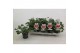 Pelargonium graveolens pink capitatum Anti-Mosquito 